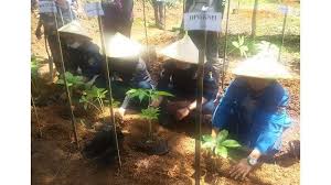 Katak paling kecil#budidayaporang#porang канала petani milenial lapin porang jambi. Peringati Hari Sumpah Pemuda Pemuda Ciamis Tanam 10 000 Benih Tanaman Porang Tribun Jabar