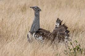 Image result for Ozoroa nitida