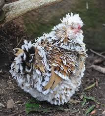We did not find results for: Bantam Miniature Chickens Small Quiet Egg Layers Silver Homestead