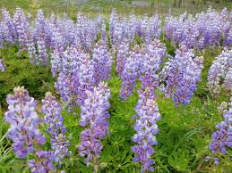 Check spelling or type a new query. Albany Pine Bush Albanypinebush Twitter