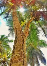  Pohon Kelapa Bercabang Unik Pemandangan Pohon Kelapa