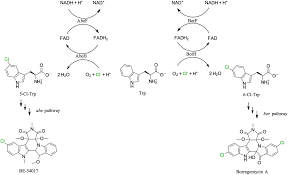 Crystallographic and Thermodynamic Evidence of Negative Coupling in the  Flavin-Dependent Tryptophan Halogenases AbeH and BorH | ACS Omega
