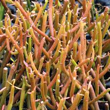 Image result for Euphorbia tirucalli