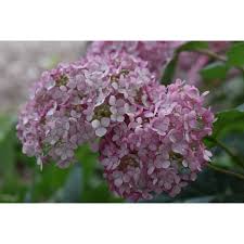 We did not find results for: Jc Raulston Arboretum