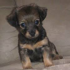 Maybe you would like to learn more about one of these? Pomeranian Dachshund Mix Puppies For Sale Novocom Top