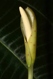 Image result for Cercestis congensis