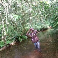 Image result for Mimulopsis excellens