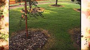 Glyphosate also sells under the names rodeo and pondmaster. Using Glyphosate Around Urban Trees Youtube