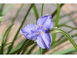 Image result for Parkeriaceae