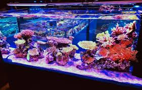 Aquarium low cost is your favorite online shop to buy affordable and quality aquarium supplies for your saltwater tank. Nearest Saltwater Fish Store Cheap Buy Online