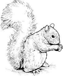 Squirrel clipart black and white. Download Clipart Panda Free Clipart Images In 2021 Animal Drawings Animal Line Drawings Painted Rock Animals