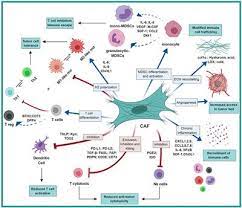 Frontiers The Dark Side Of Fibroblasts Cancer Associated Fibroblasts As Mediators Of Immunosuppression In The Tumor Microenvironment Immunology