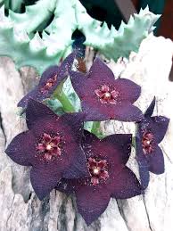 Image result for Orbea melanantha