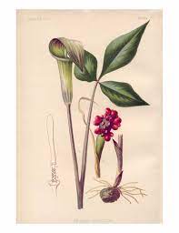 640 x 418 jpeg 79 кб. Botanical Prints Of Wildflowers Catskill Native Nursery