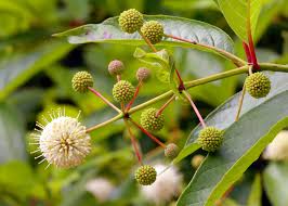 Image result for Cephalanthus