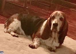 Click here to be notified when new dachshund puppies are listed. Springfield Il Basset Hound Meet Lucy The Basset A Pet For Adoption