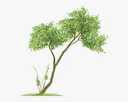 Picsart Tree Png Hd Transparent Png Is Free Transparent Png Image To Explore More Similar Hd Image On Pngitem Png Images Picsart Transparent