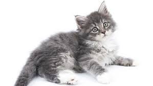 Most domestic cats live for about 12 to 15 years. Litter Training Your Kitten Cat Advice Purina One