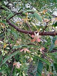 This species grows wild throughout peninsular malaysia but is also widely cultivated, especially in the northern states, owing to its economic and medicinal value. Tamarind Wikipedia