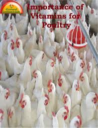 Importance Of Vitamins For Poultry Poultry Farm Poultry Sugar Cookie