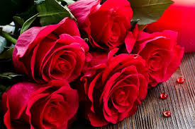 [Image: images?q=tbn:ANd9GcQUShGajtKg-TVF9LLiBNB...g&usqp=CAU]