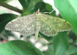 Image result for Anania perlucidalis