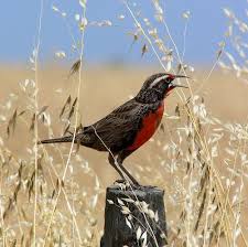 After bolivia, paraguay, and uruguay went their separate ways, the area that remained became argentina. Pampas Meadowlark Argentina Brazil And Uruguay Beautiful Birds Black Bird Birds