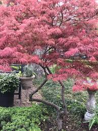 Home and garden landscapes has found that bloodgood and coral lace leaf maples with some shade perform quite well, too but generally look pretty haggard towards the end of the season with heat and attacks from. Collecting Japanese Maples Finegardening