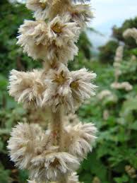 Image result for Cyathula