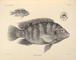 Breed Tilapia For The Table In Your Back Yard - Pressreader
