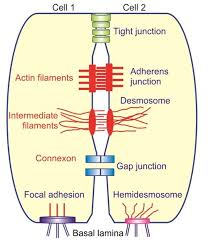 Cells generate energy through the breakdown of nutrients and store that energy for future use. Jaypeedigital Ebook Reader