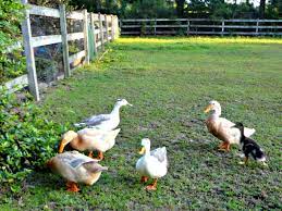 How to deter ducks from garden. How Toxic Plants Can Harm Backyard Ducks Hgtv