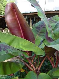 Image result for Musa sp. (Ornamental bananas)