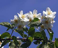 One of the most glorious sights you can behold is a tree or shrub that has burst into a profusion of white flowers. 15 Plants With Show Stopping White Flowers Homes To Love
