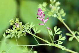 Image result for Fumariaceae