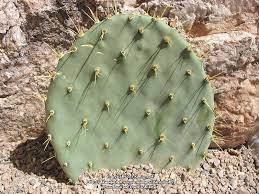 A small round fruit with purple, red or yellow. Plantfiles Pictures Opuntia Species Prickly Pear Cactus Chaparral Prickly Pear Opuntia Oricola By Xenomorf