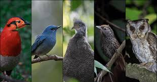 Image for Birding in the Eastern Himalayas: Altitude, Habitat Systems, and Species Distribution Across Sikkim and Singalila