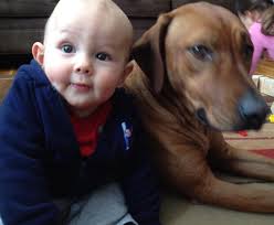 Family seeks missing Rhodesian Ridgeback