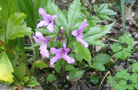 Image result for Pentarrhinum