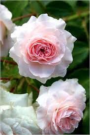 It will bloom for you in all its beauty d7 g and it will not fade away. Roses That Lack Bugs But Also Perfume The New York Times