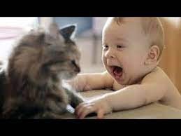 Videos De Risa De Bebes Se Rien De Los Gatos Youtube