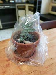 Take cuttings from the existing ground cover. Growing Plants Under Plastic Bags How To Use A Plastic Bag As A Greenhouse