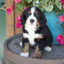 Maybe you would like to learn more about one of these? Evan Miniature Bernese Mountain Dog Puppy For Sale In Ohio Mini Bernese Mountain Dog Mini Bernese Mountain Dog Bernese Mountain Dog Puppy Bernese Mountain Dog