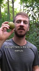 Black Walnuts are an excellent Wild Food in the Fall!