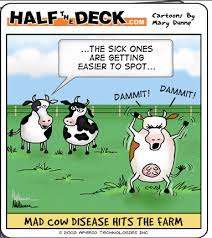 Mad Cow Disease Cows Funny Funny Animals Funny