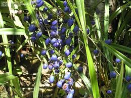 Check spelling or type a new query. Plant Identification Closed Purple Berries Strappy Leaves 1 By Badger545