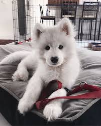 Pinterest Tsyai Aiѕuyasѕye Cute Animals Cute Baby Animals Baby Animals