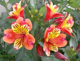 The cactus has a smooth stalk with a pink swollen spikey top with. How To Grow And Care For A Peruvian Lily World Of Flowering Plants