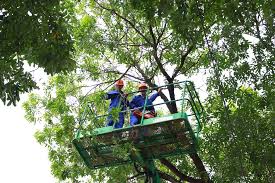 Dịch vụ chặt cây tại Bình Dương | Giá rẻ