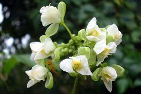 Image result for Cardiospermum grandiflorum